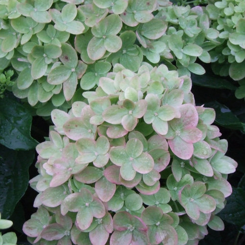 Little Lime Panicle Hydrangea from Proven Winners